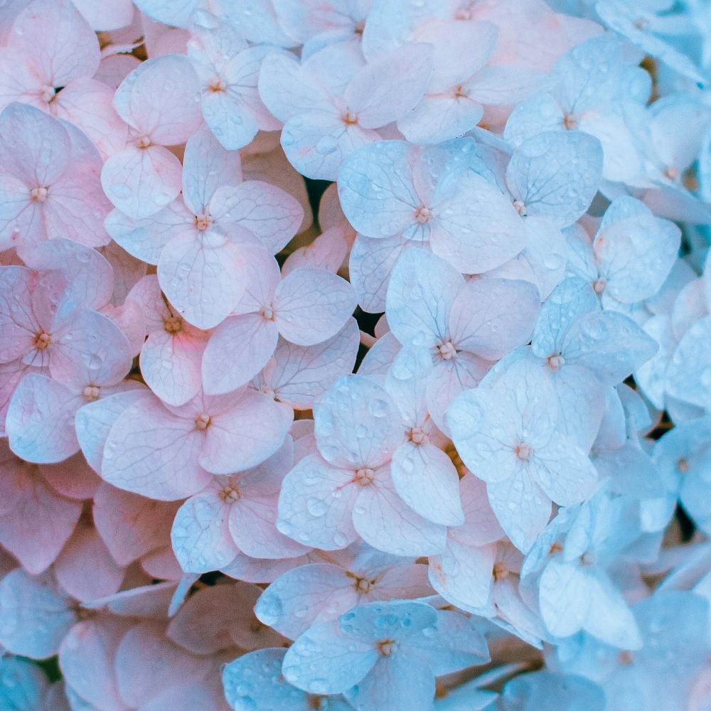 hortensia bleu